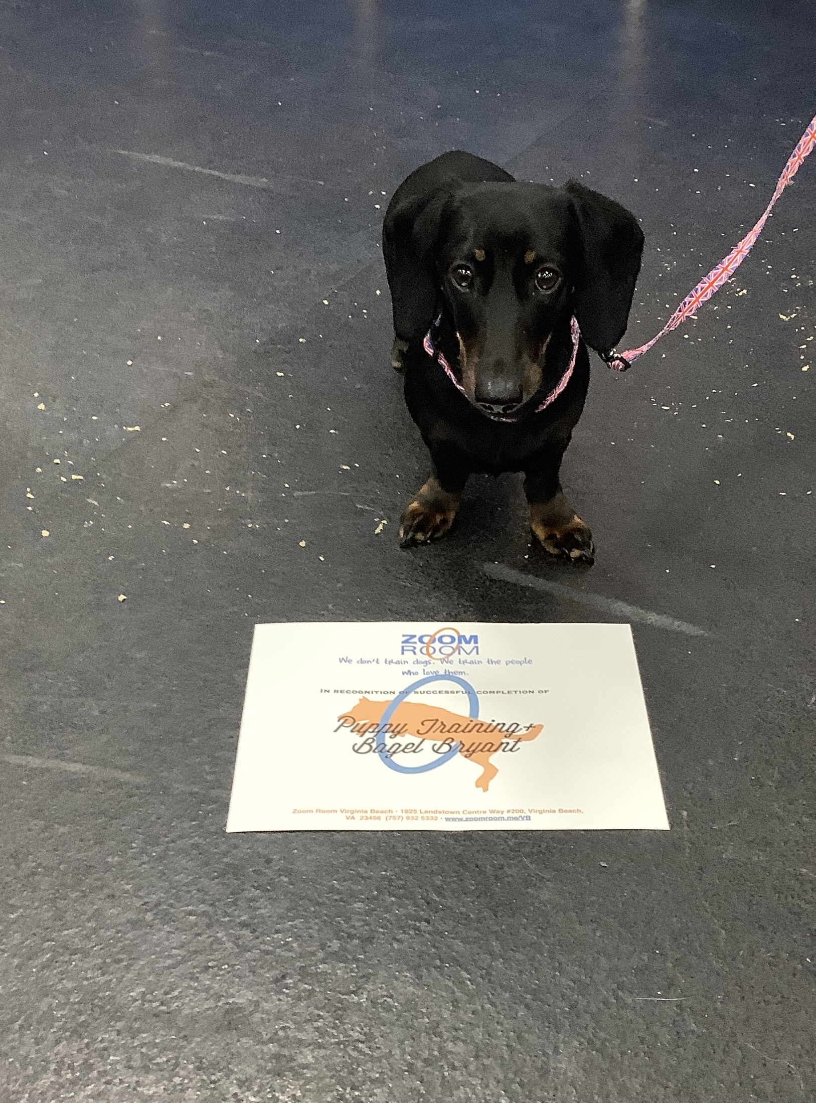 Virginia Beach Dog Training Agility Obedience Puppy Zoom Room