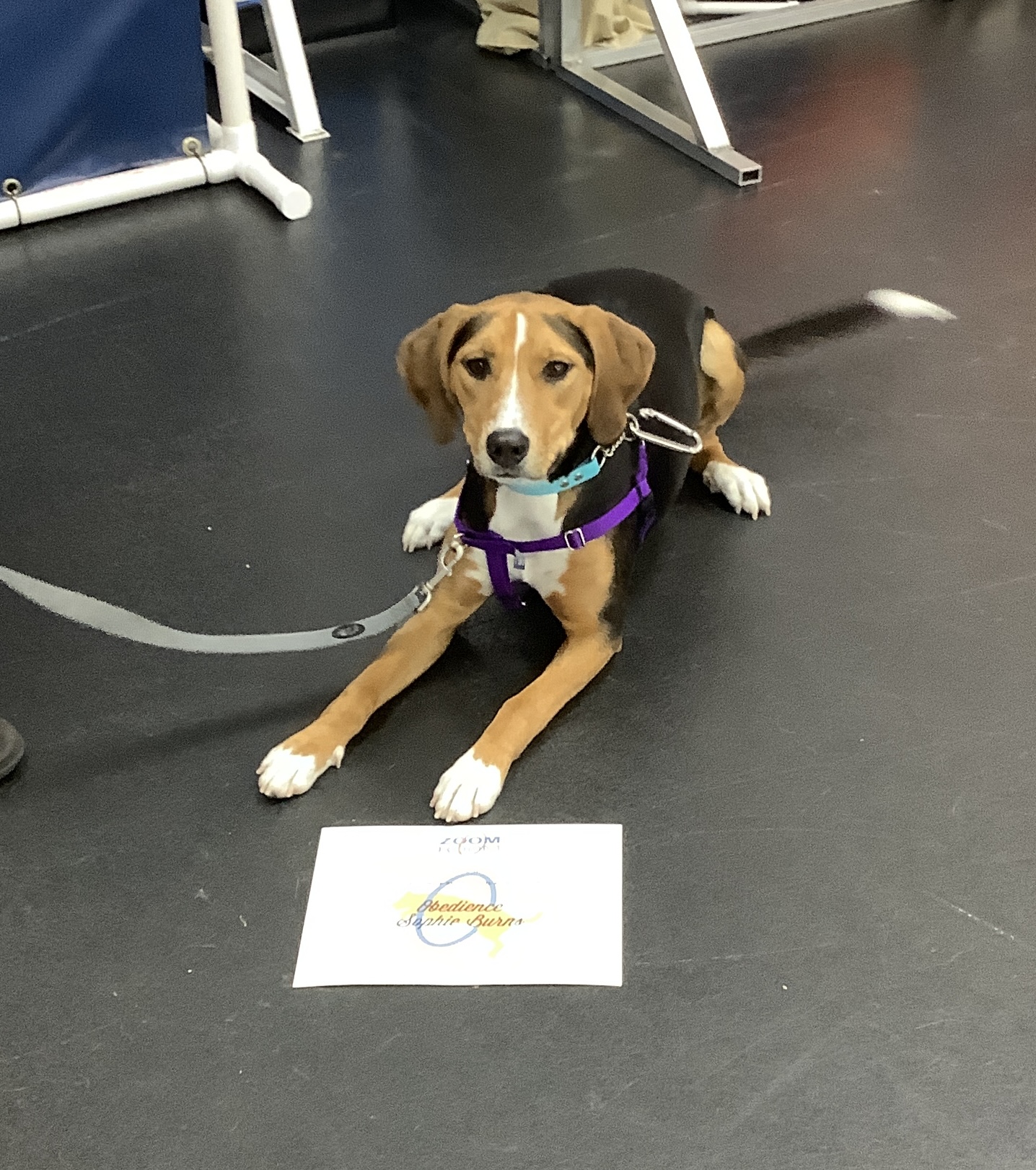 Sophie Zoom Room Dog Training