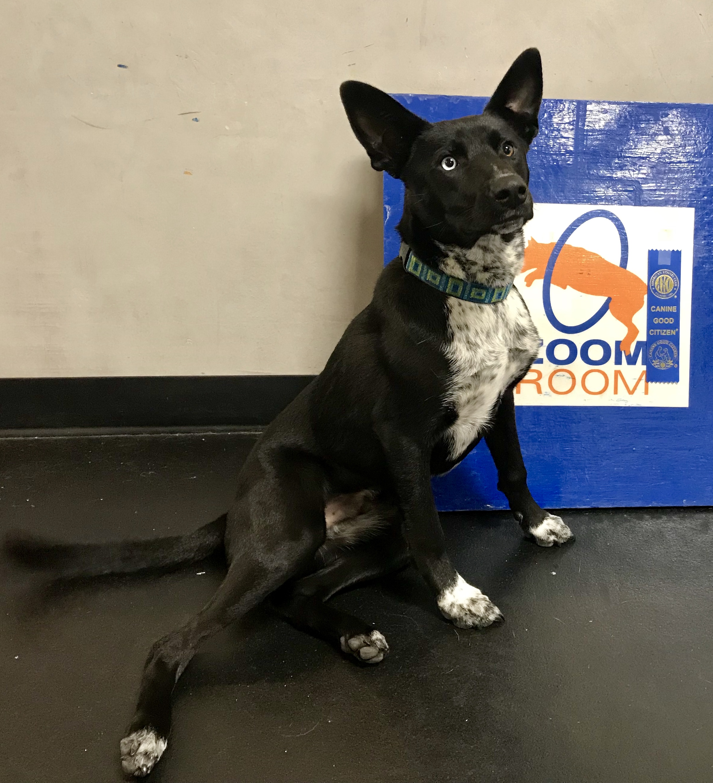 Belmont Dog Training Agility Obedience Puppy Zoom Room Dog Training