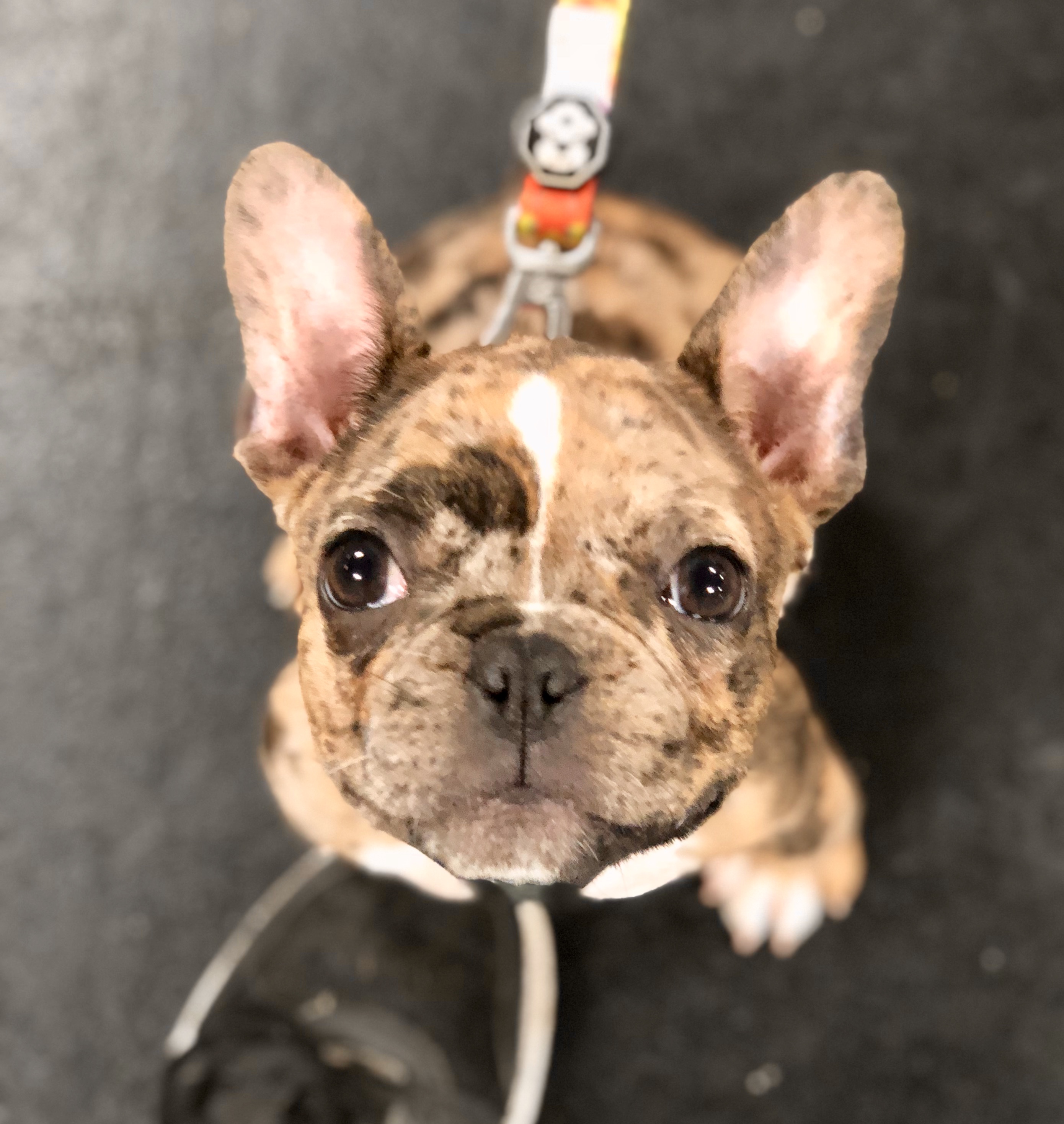 Belmont Dog Training Agility Obedience Puppy Zoom Room Dog Training