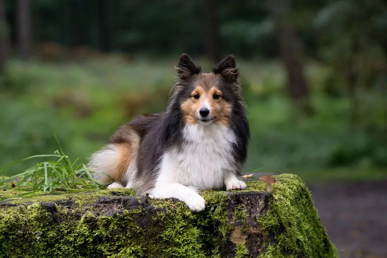 Owczarek szetlandzki (Sheltie) cena, charakter, opis rasy