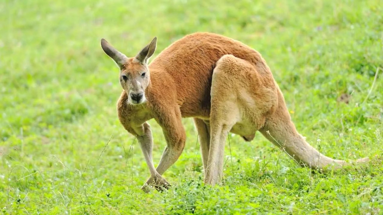 Adaptations of a Kangaroo Behavioral, Structural & Physiological