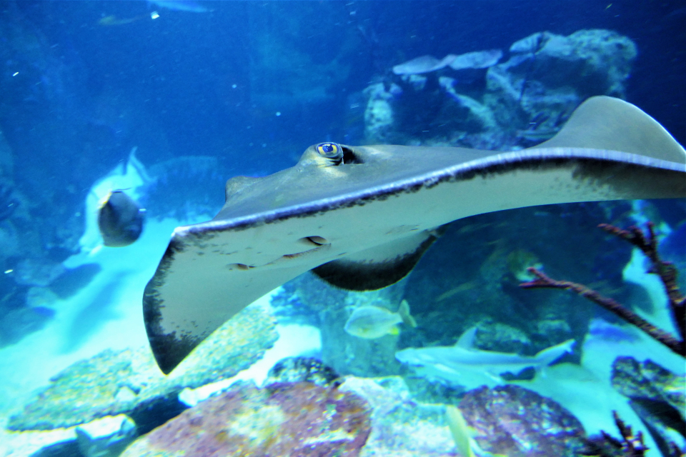 House of the Sea 11 reasons why zoos are important zoosmedia