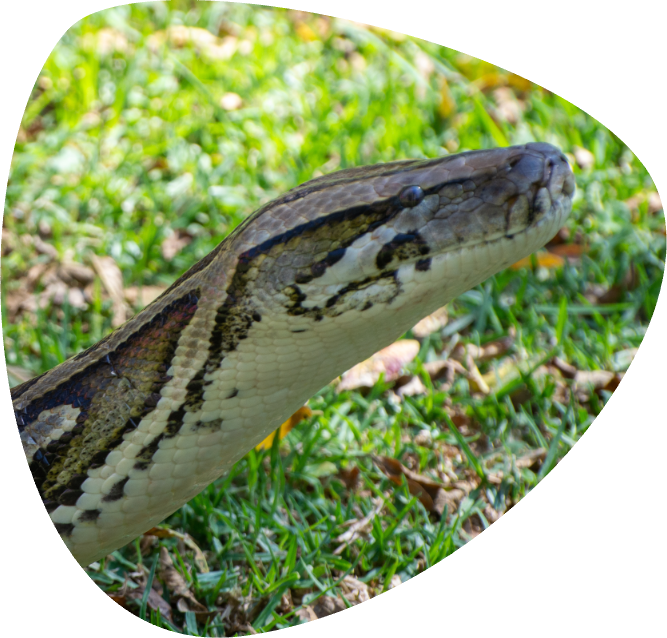 Pitone birmano ZooSafari