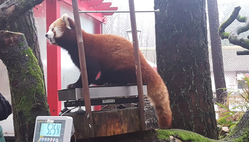 How To Write an Animal Training Plan ZOOSnippets