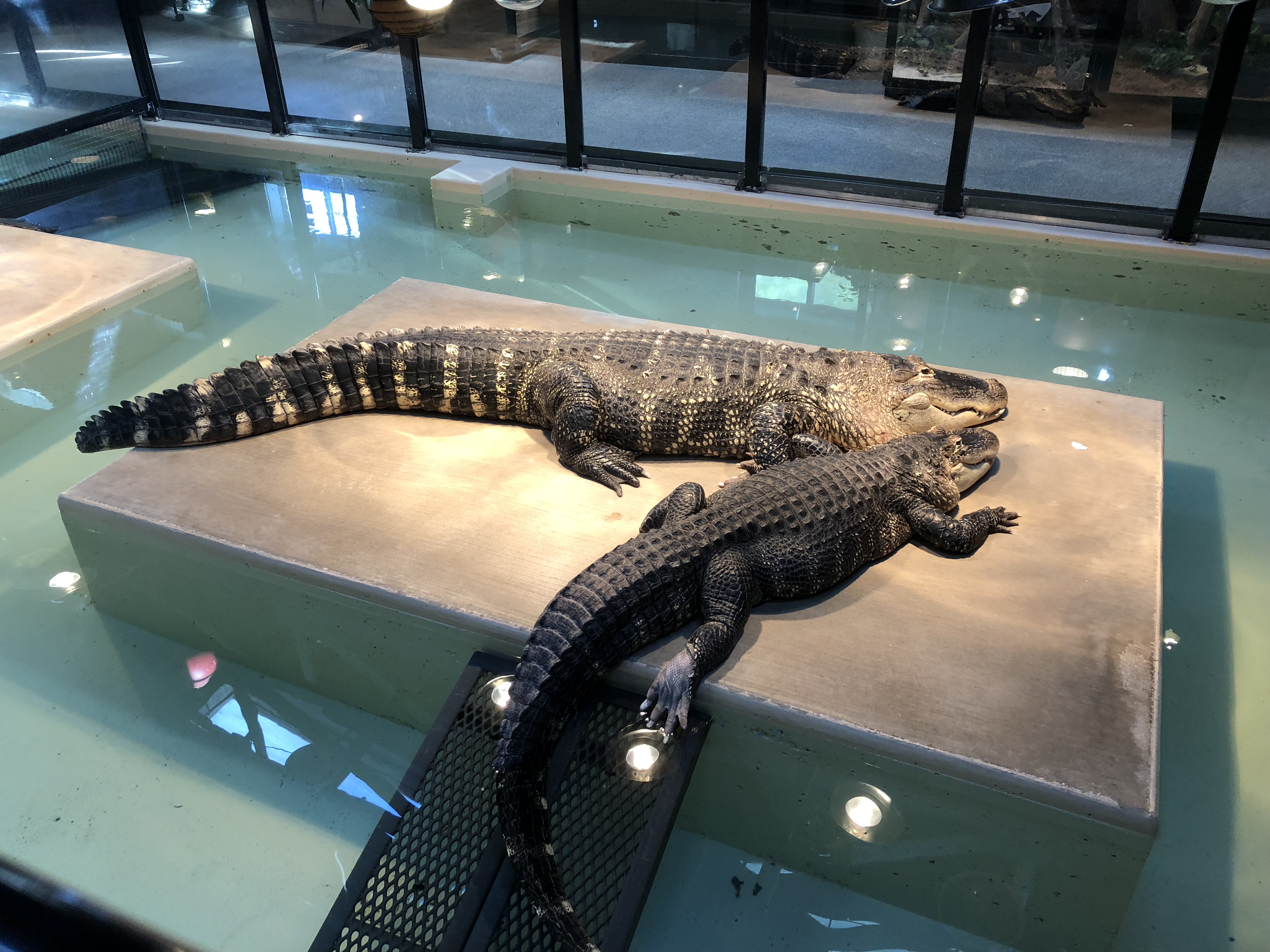 Phillips Park Zoo Photos Zoo With Us