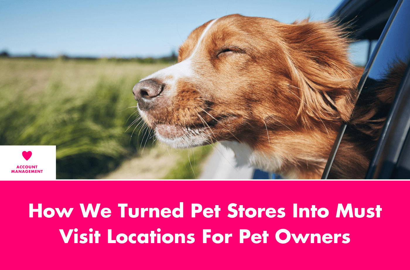 How We Turned Pet Stores Into Must Visit Locations For Pet Owners