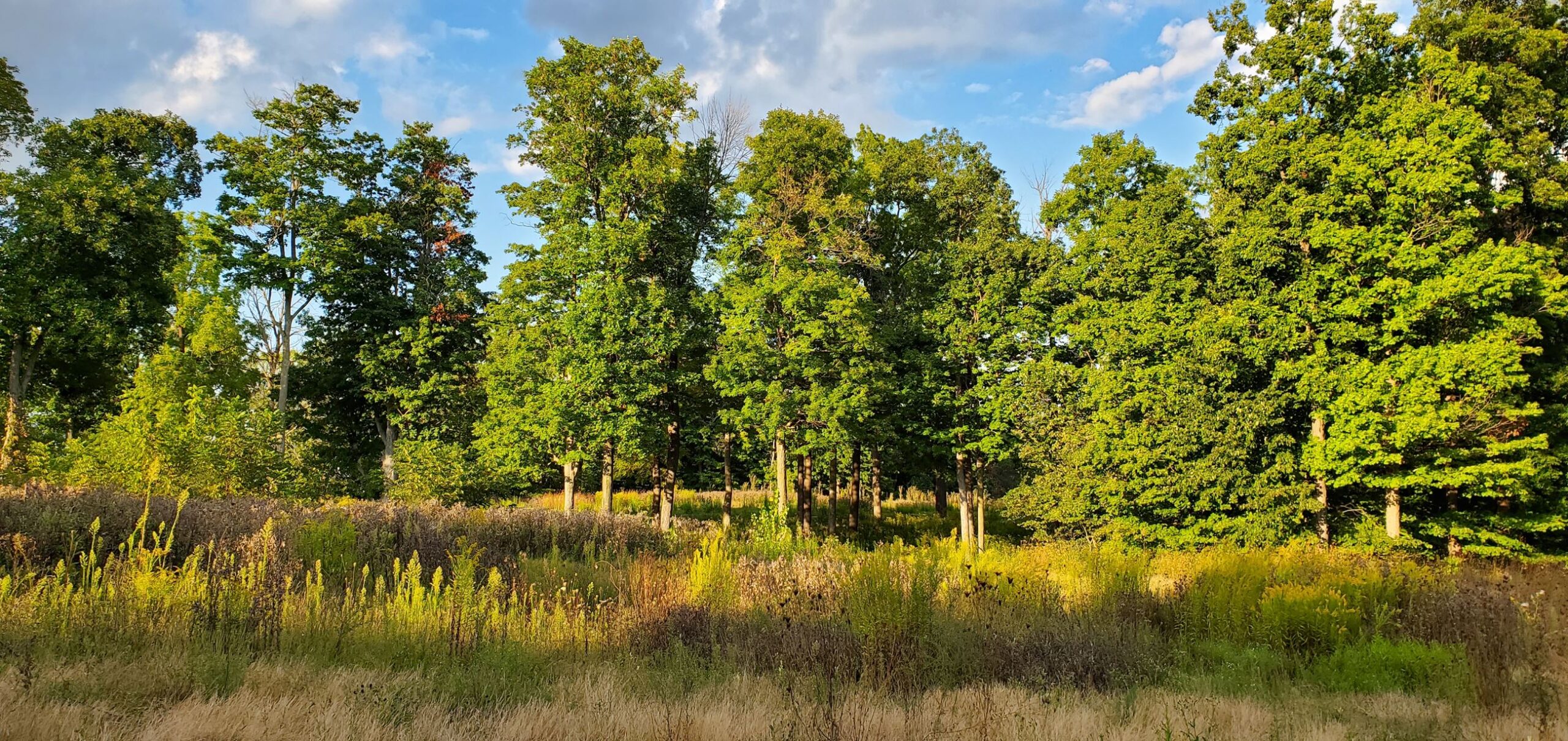 Home Zionsville Parks Foundation