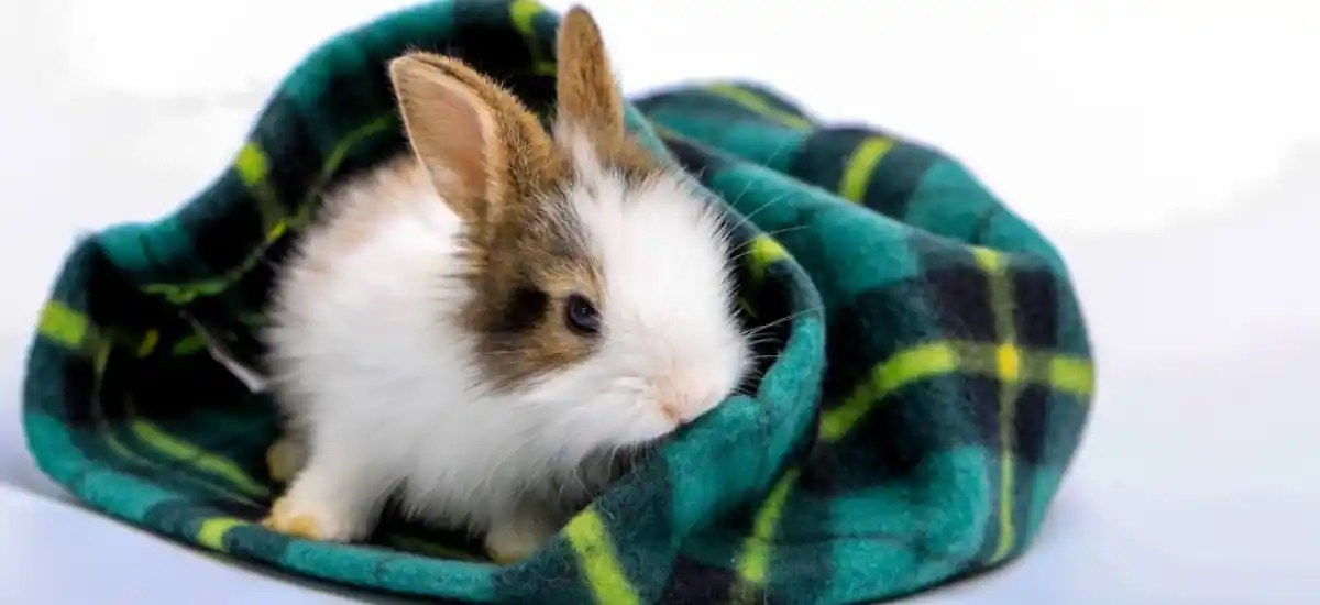 Why Do Rabbits Bite Your Clothes Zuguide