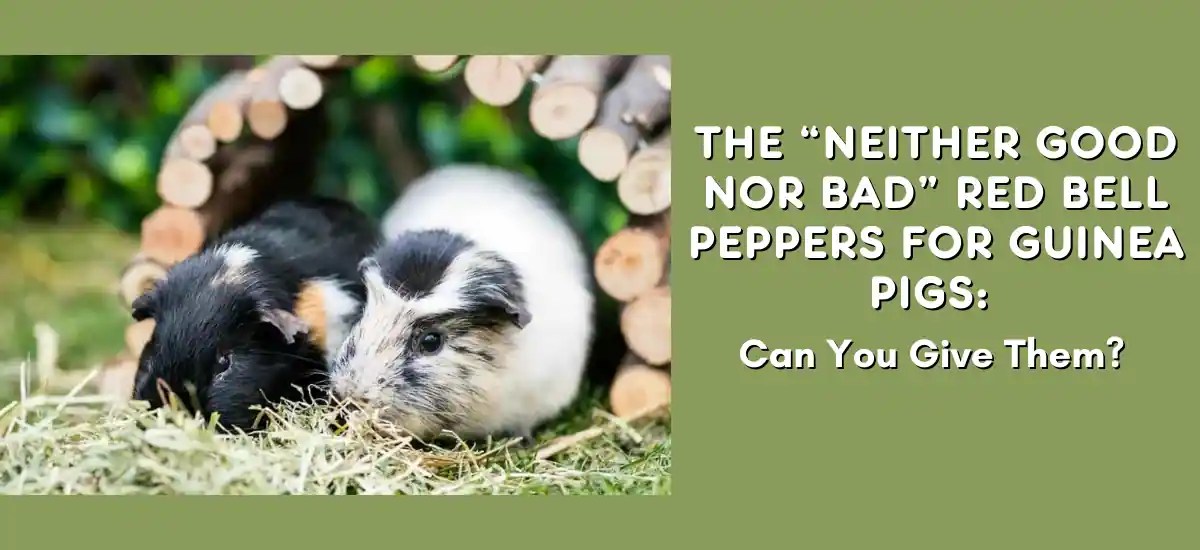 Can Guinea Pigs Have Bell Peppers? More Details Explained! Zuguide