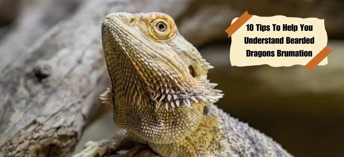 10 Tips To Help You Understand Bearded Dragons Brumation Zuguide