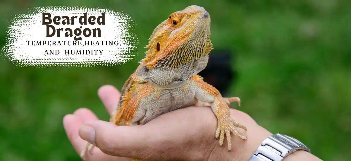 Bearded Dragon Temperature, Heating, And Humidity Full Guide Zuguide