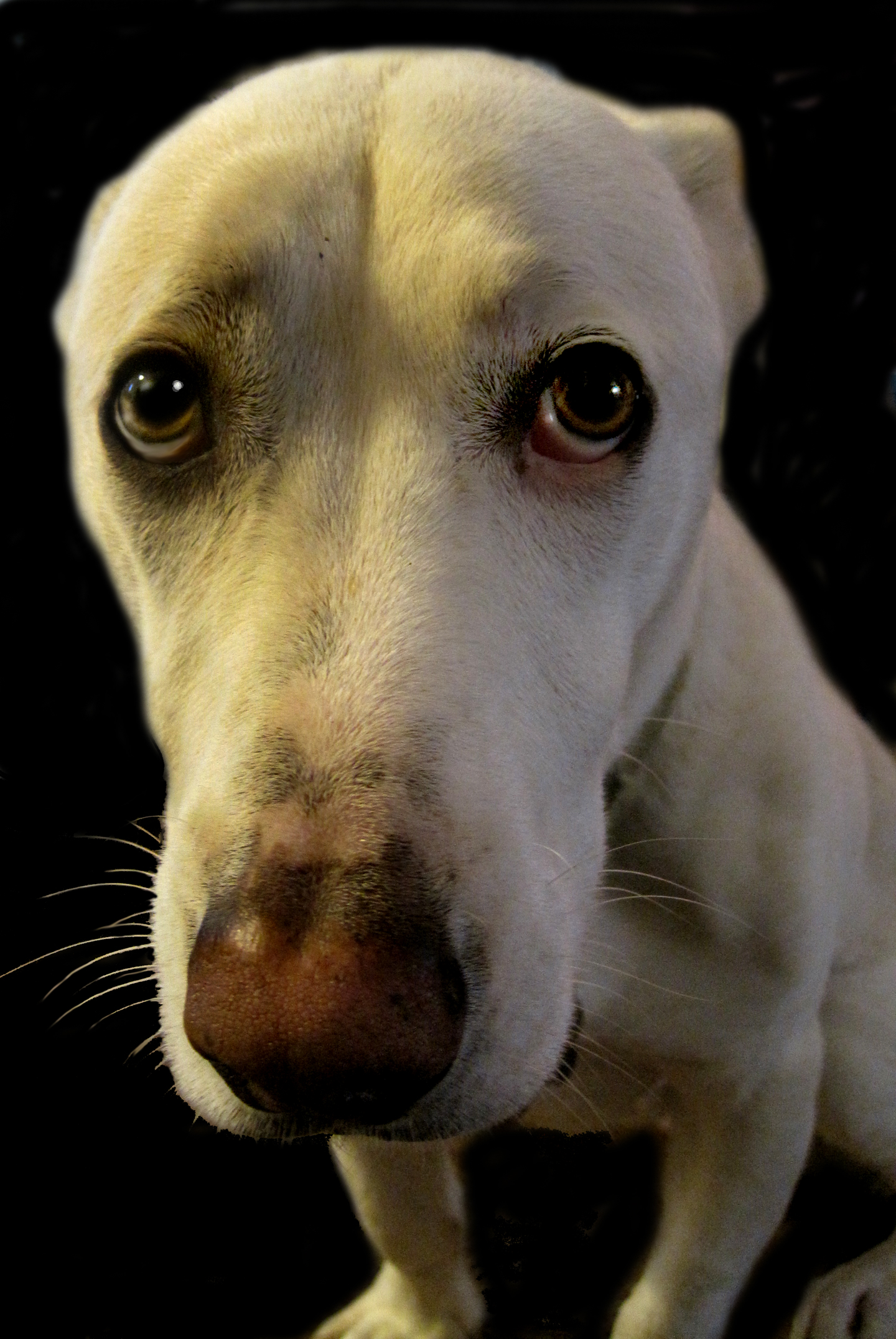 Someone has been a very bad dog. « Andrea Zuill’s Blog