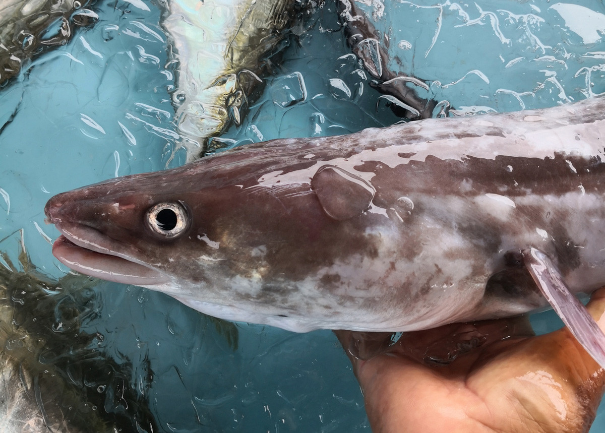 同定お願いします WEB魚図鑑