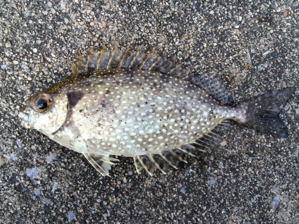 石垣島 WEB魚図鑑