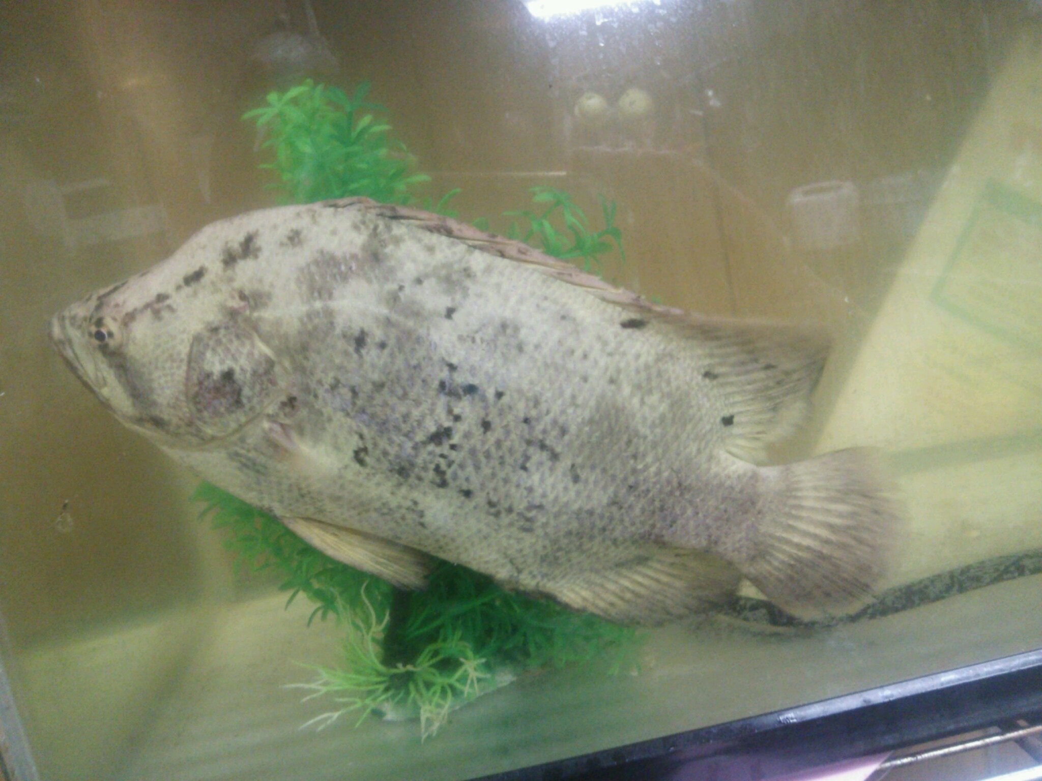お魚の名前ご存知ではありませんか？ WEB魚図鑑