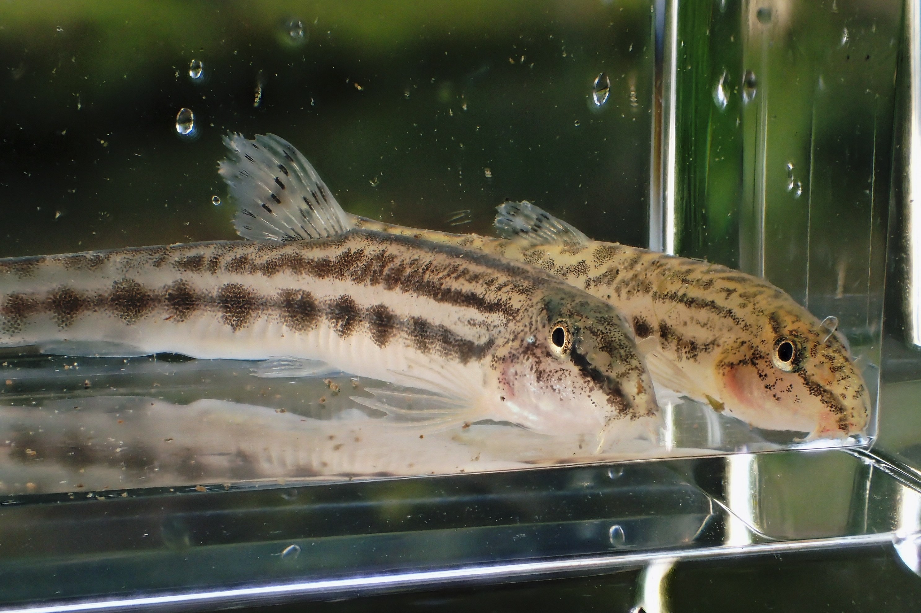 シマドジョウの仲間 WEB魚図鑑