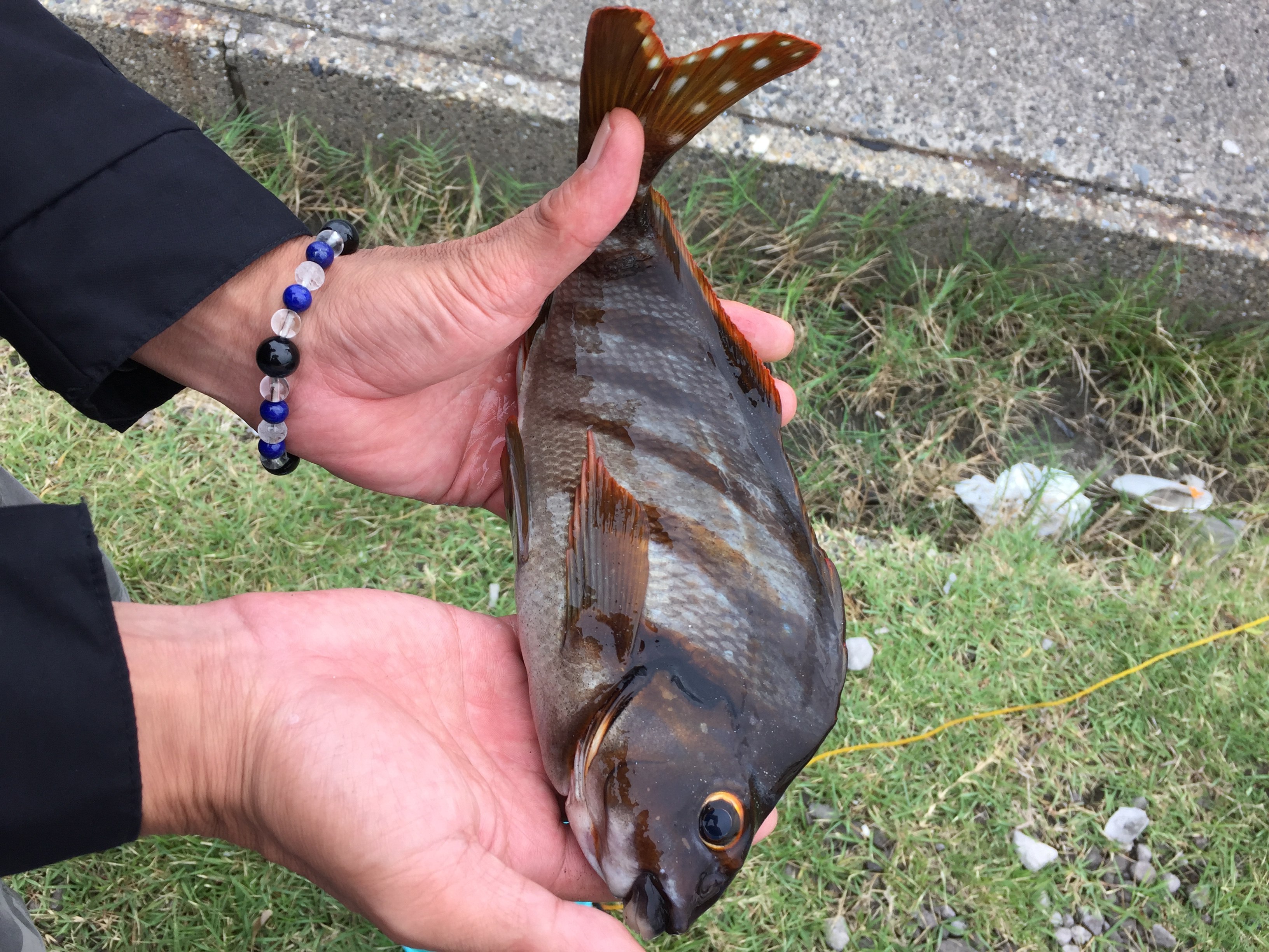 同定お願いしますm(__)m WEB魚図鑑