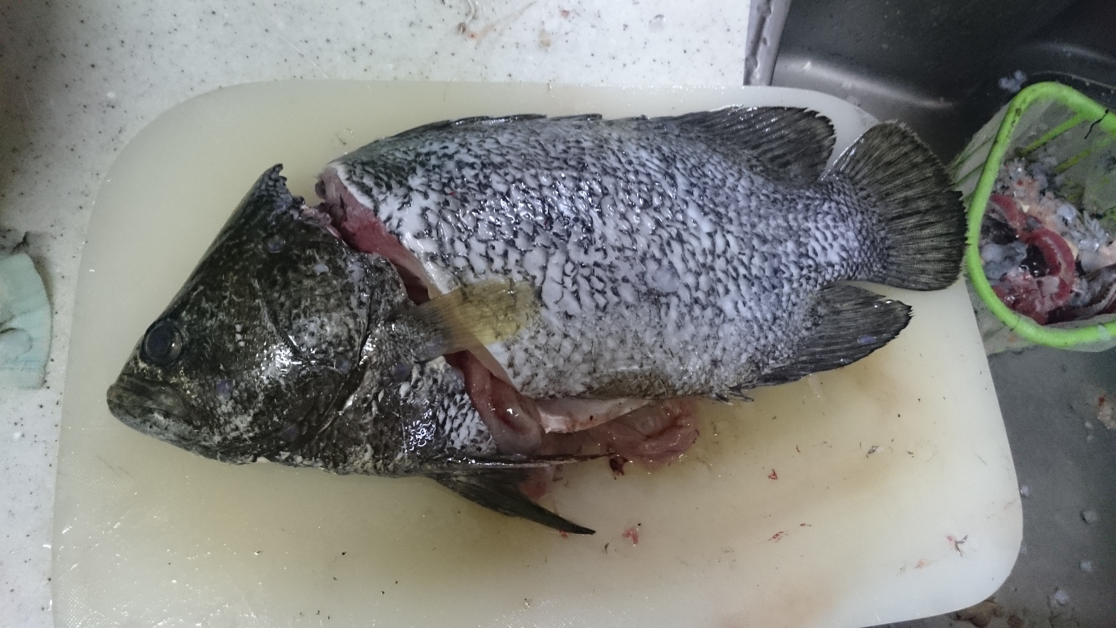 種類がわかりません WEB魚図鑑