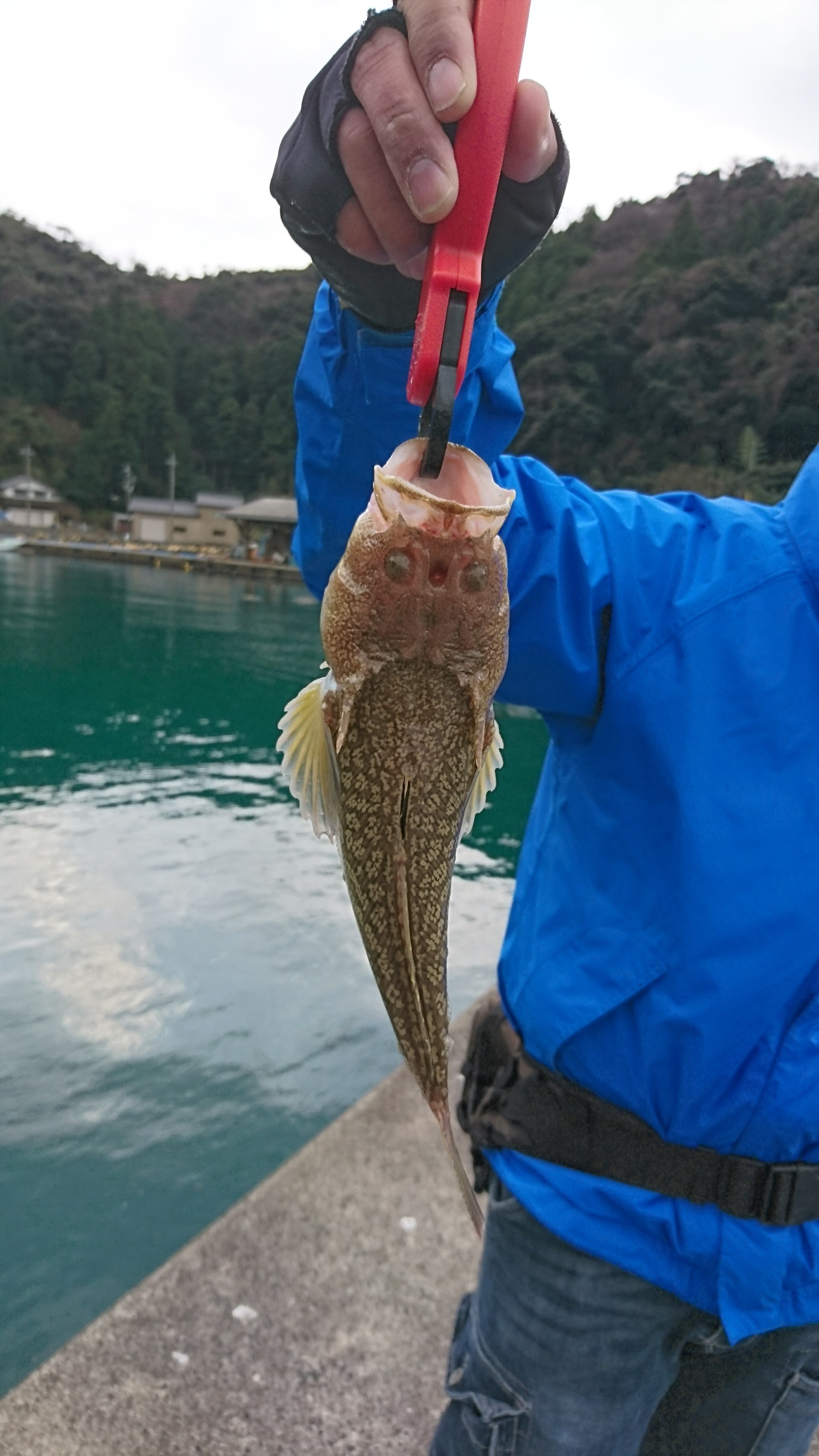同定お願いします WEB魚図鑑