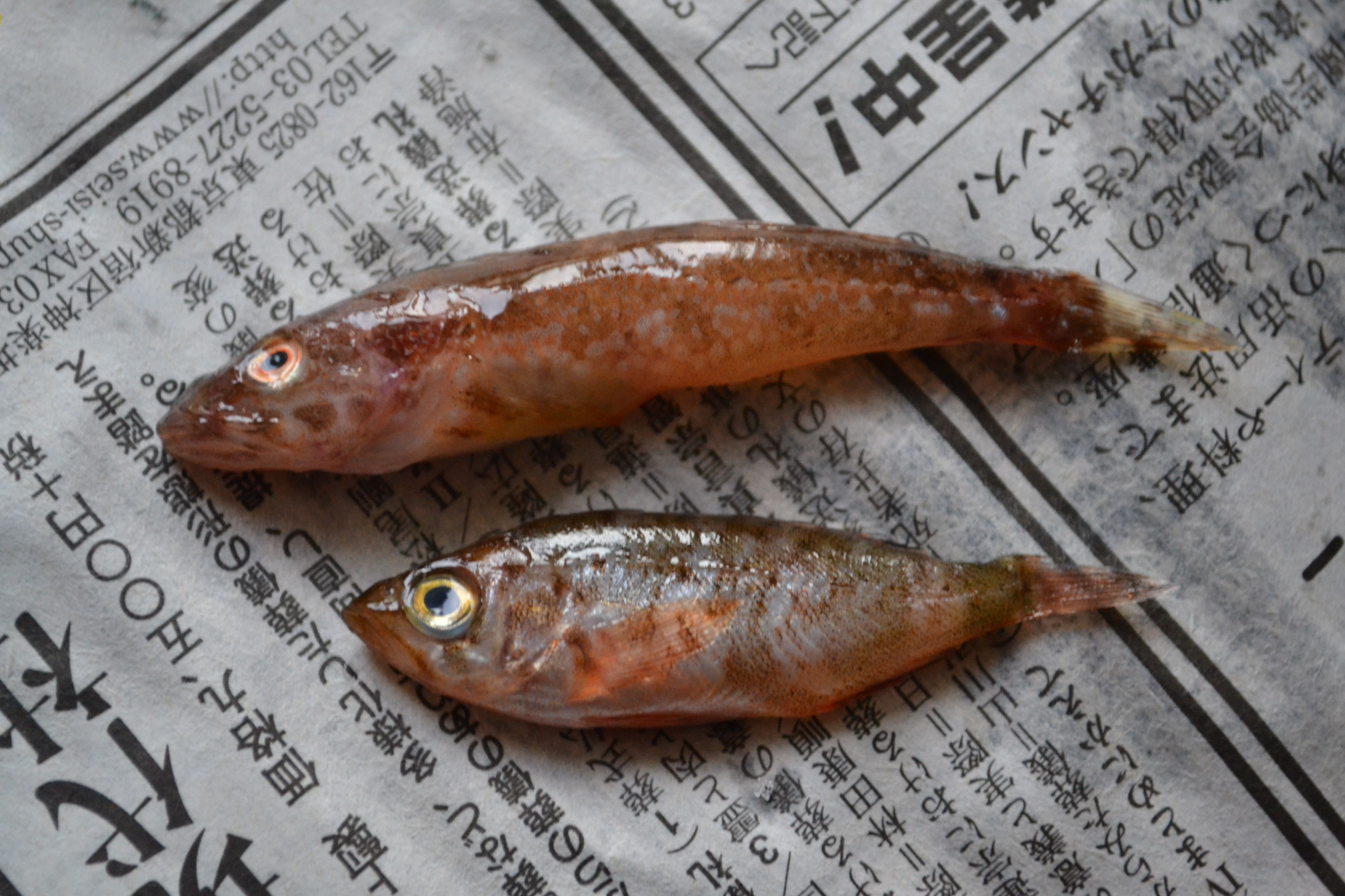 お願いします。 WEB魚図鑑