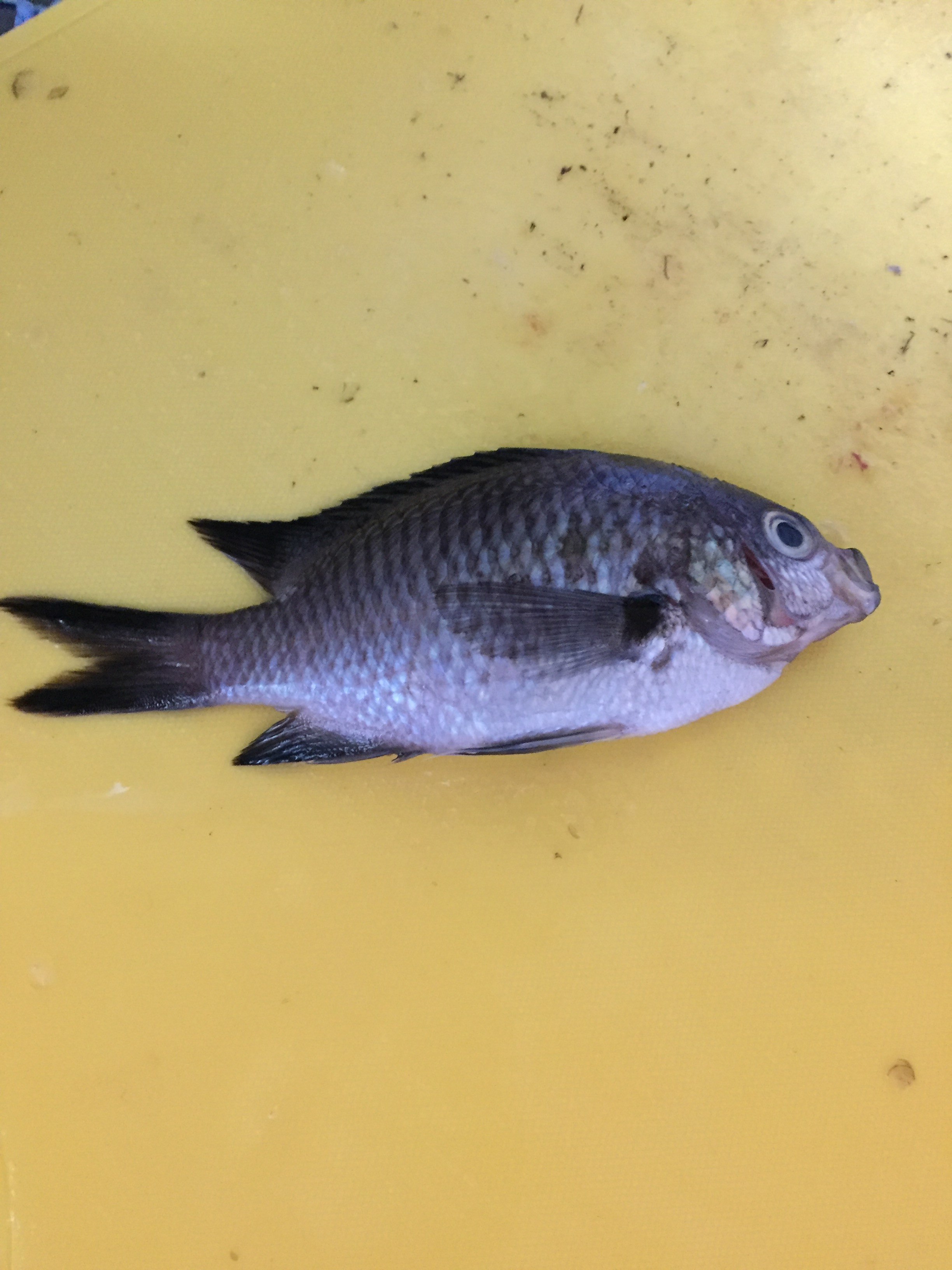 この魚の名前はなんでしょうか？ WEB魚図鑑