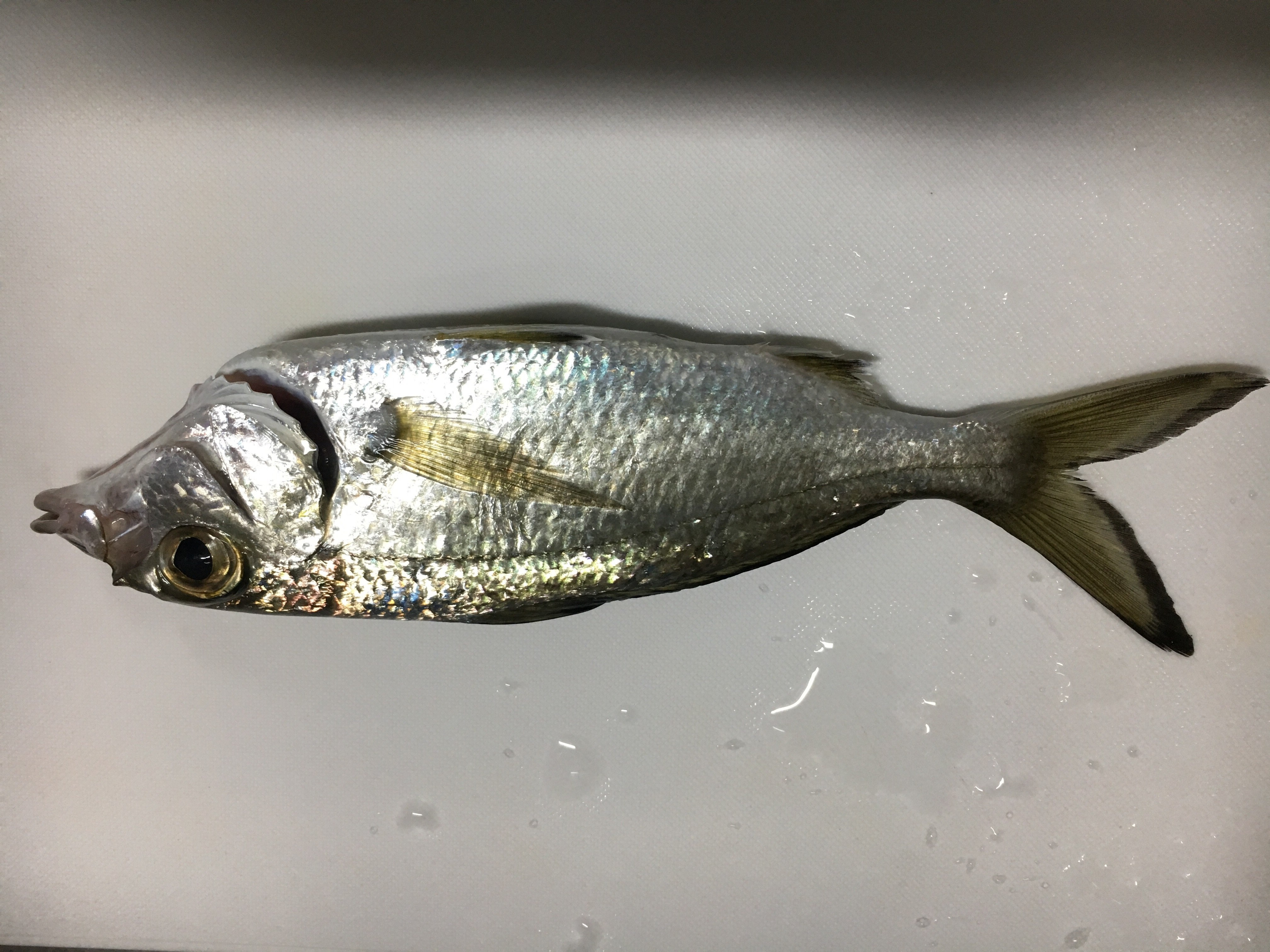 名前教えてください WEB魚図鑑