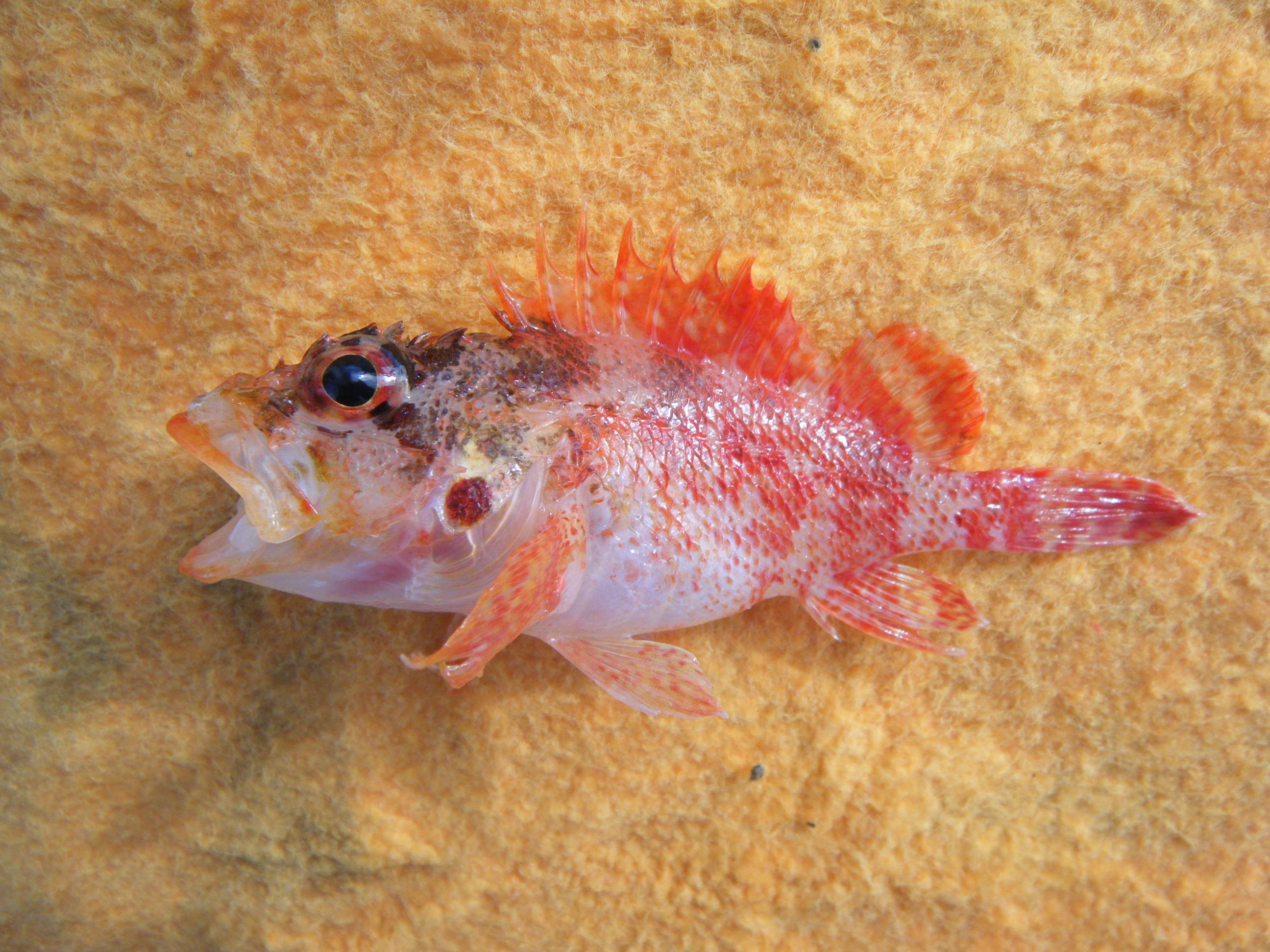 イソカサゴでしょうか？ WEB魚図鑑