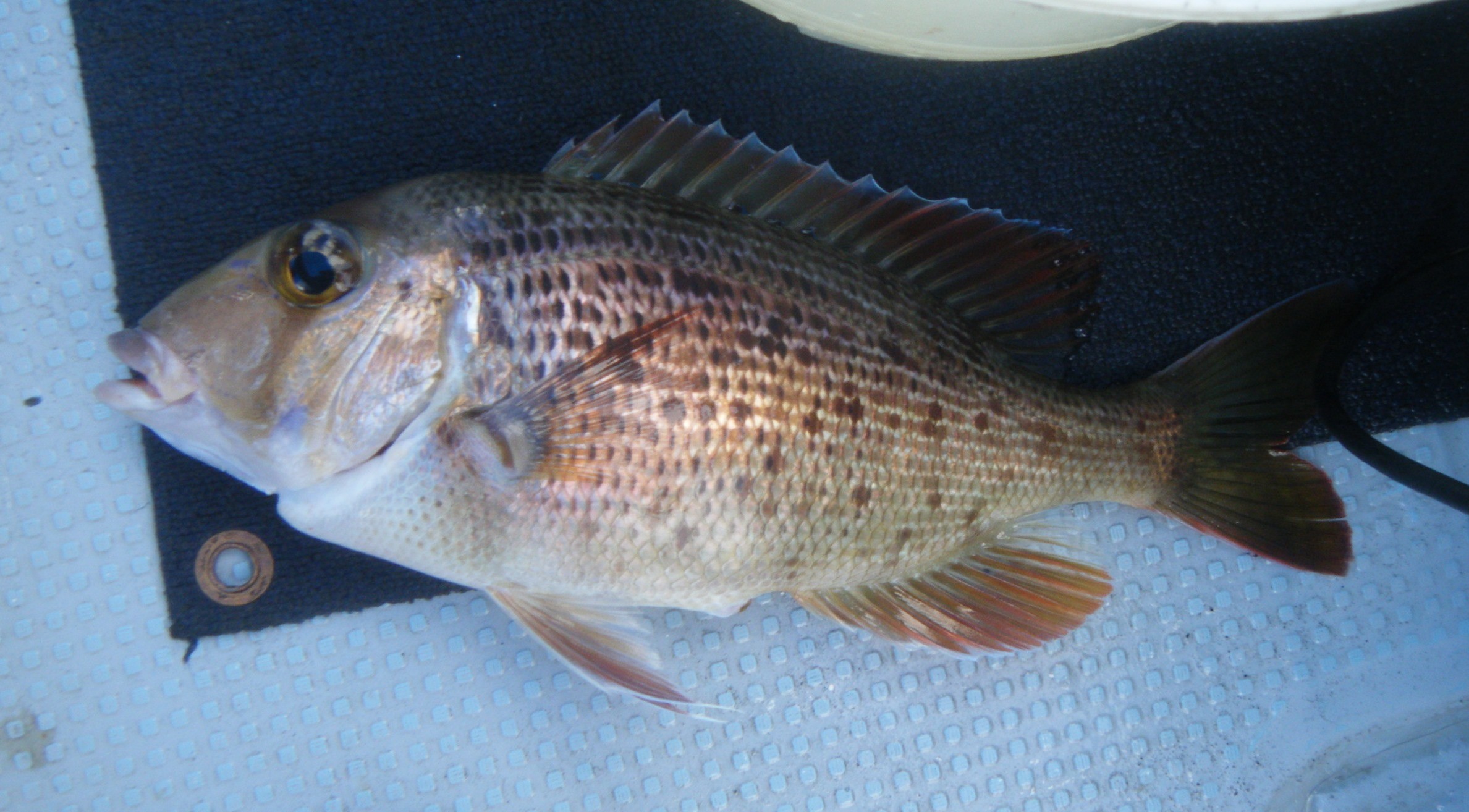 小笠原諸島 その4 WEB魚図鑑