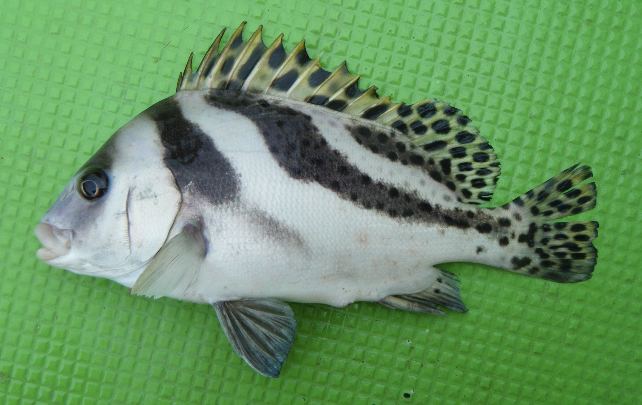 東京湾 元第三海堡付近 コショウダイ WEB魚図鑑