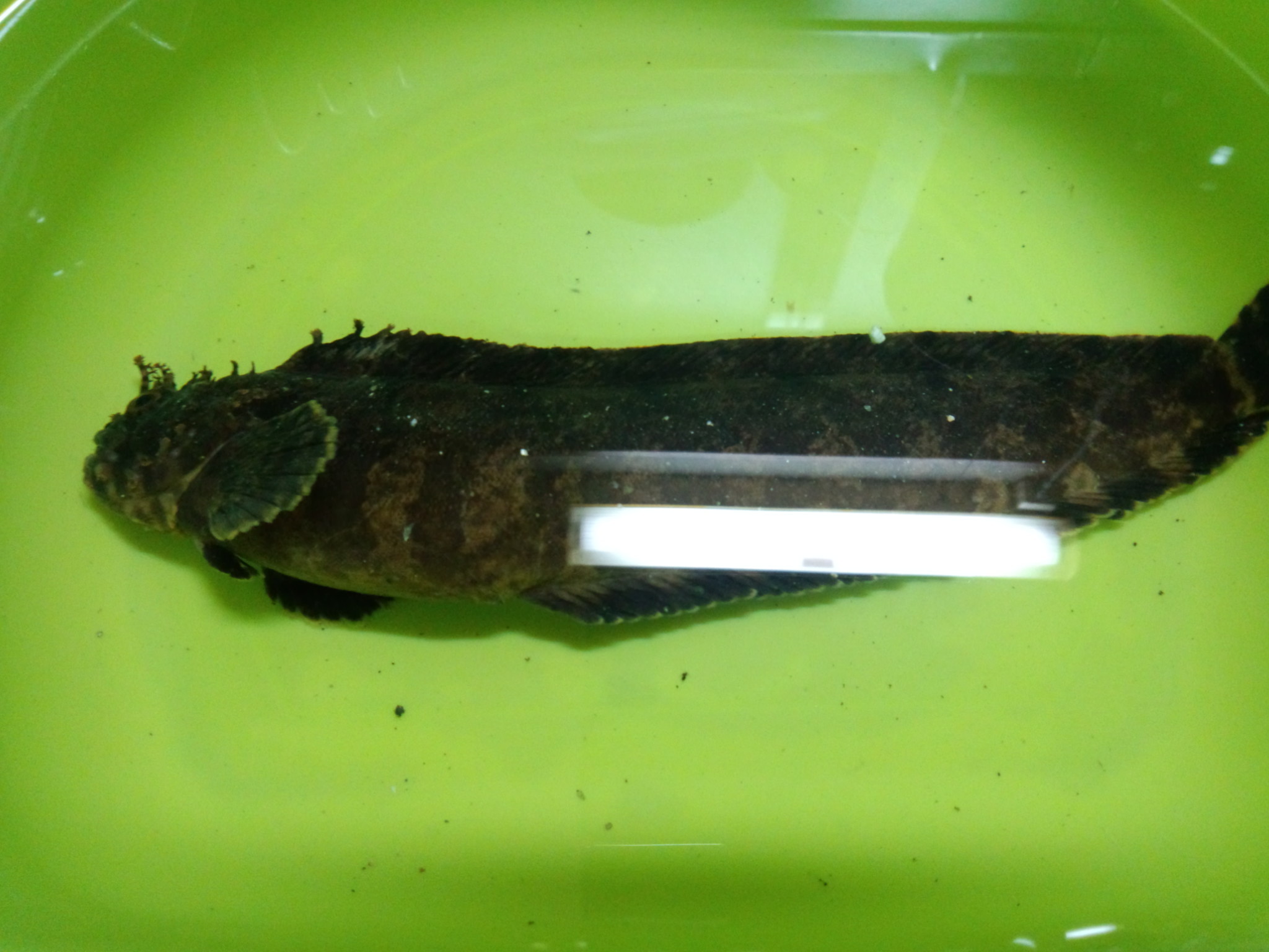 この魚はなんでしょう？ WEB魚図鑑