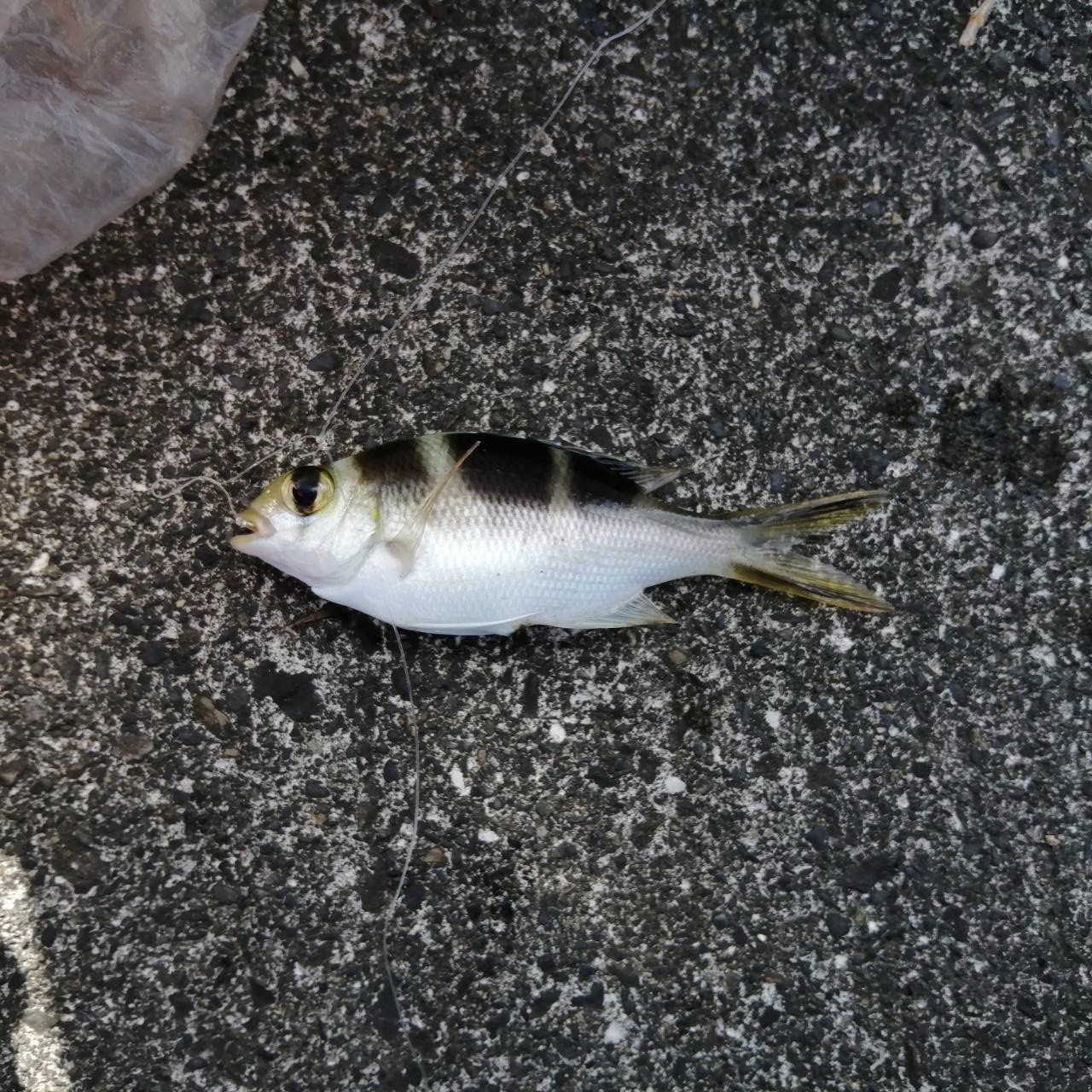 同定お願いします WEB魚図鑑