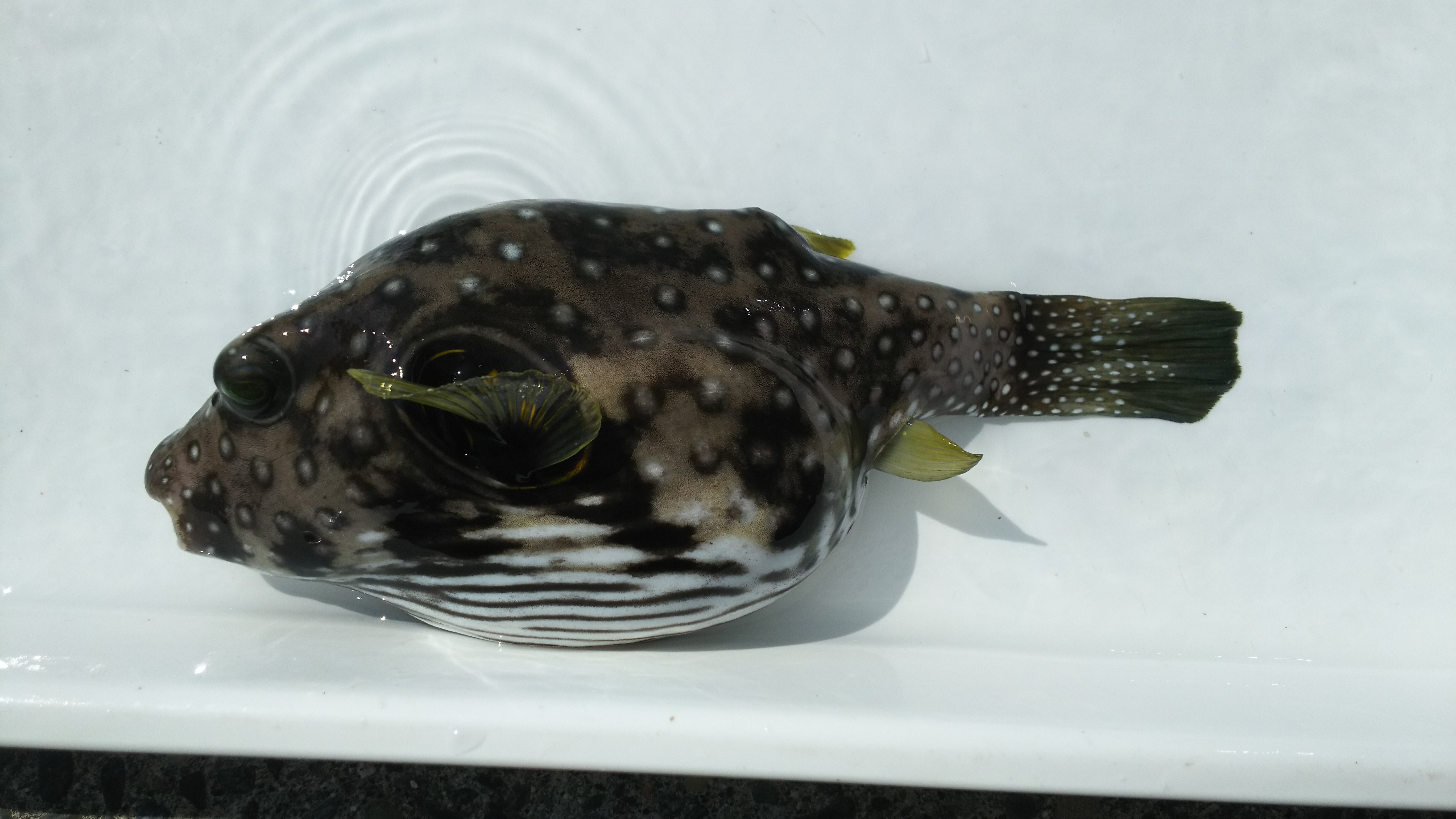 続き・・・ WEB魚図鑑