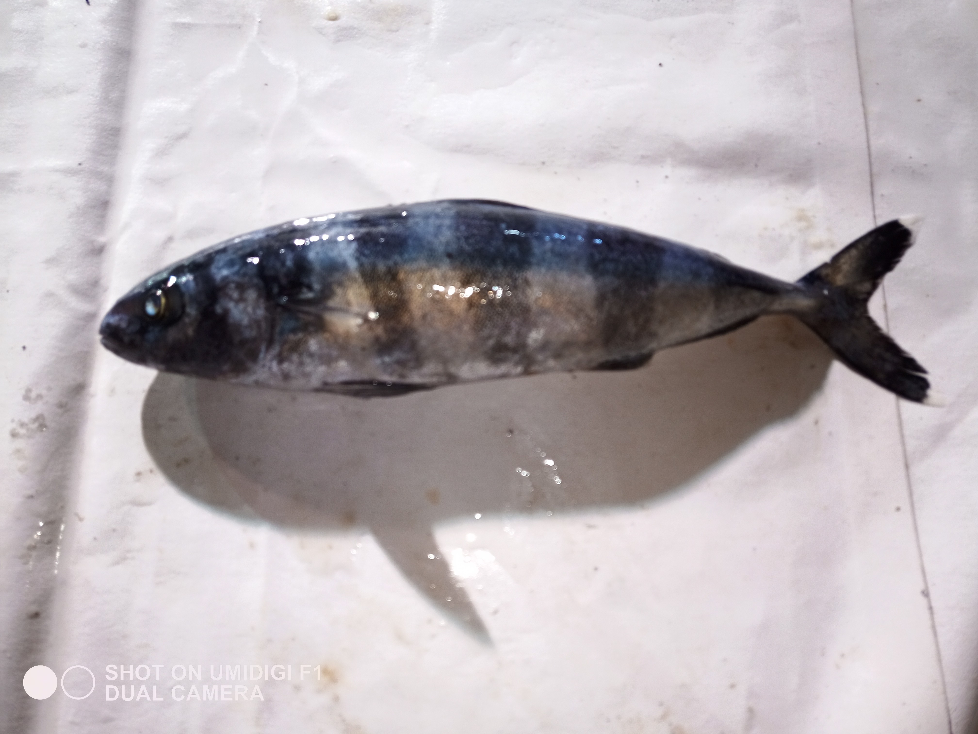 魚の名前がわかりません WEB魚図鑑