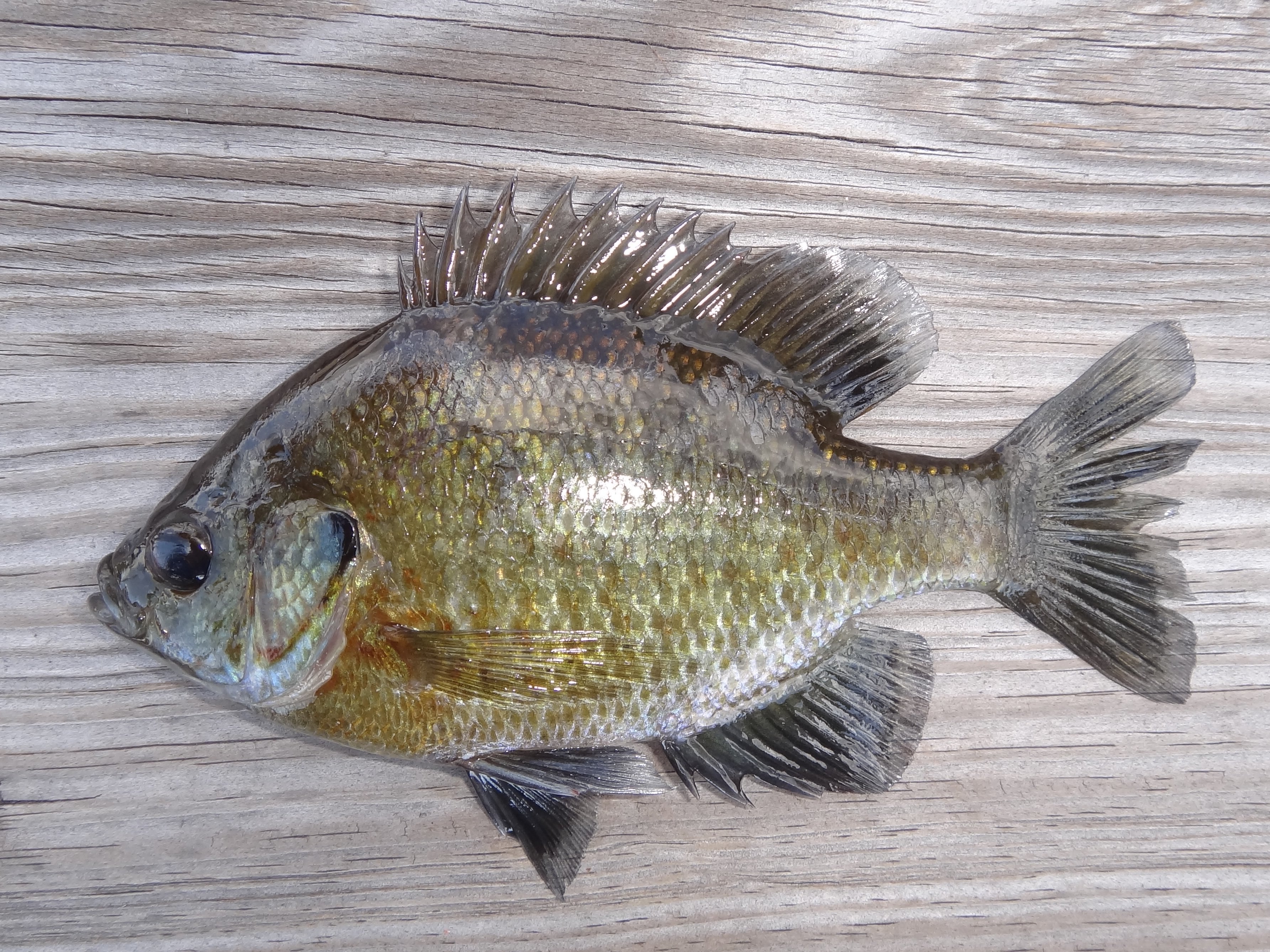 アメリカ東部の魚（淡水魚） WEB魚図鑑