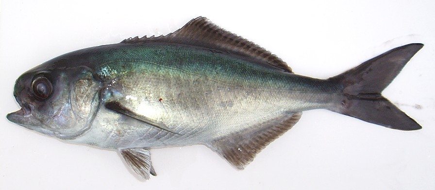 メダイ WEB魚図鑑