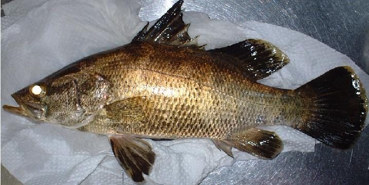 アカメ (2005.12.05) WEB魚図鑑