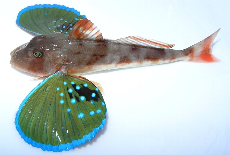 ホウボウ WEB魚図鑑