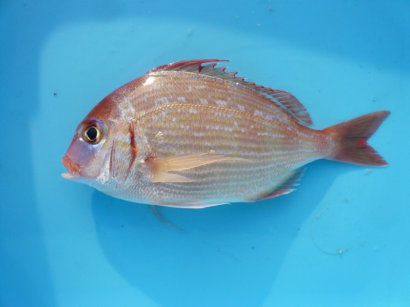 ヒレコダイ WEB魚図鑑