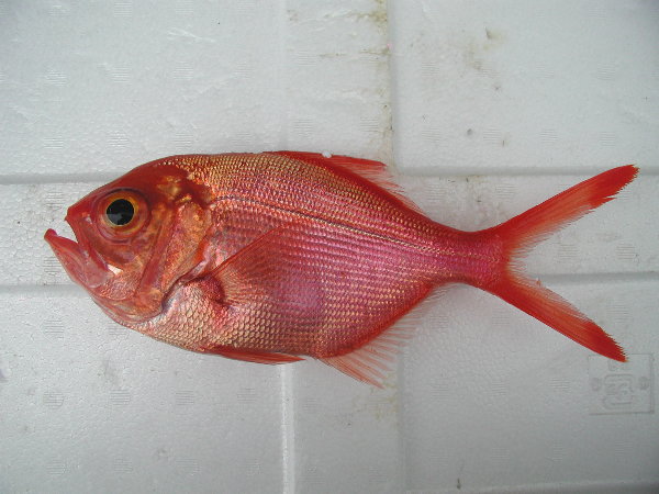 キンメダマシ WEB魚図鑑