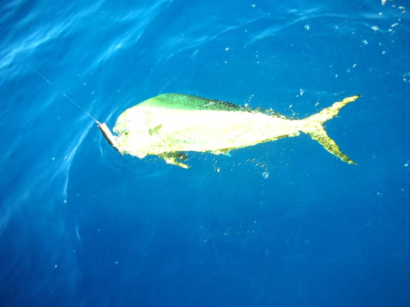 シイラ (2007.07.31) WEB魚図鑑