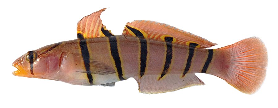 キヌバリ WEB魚図鑑