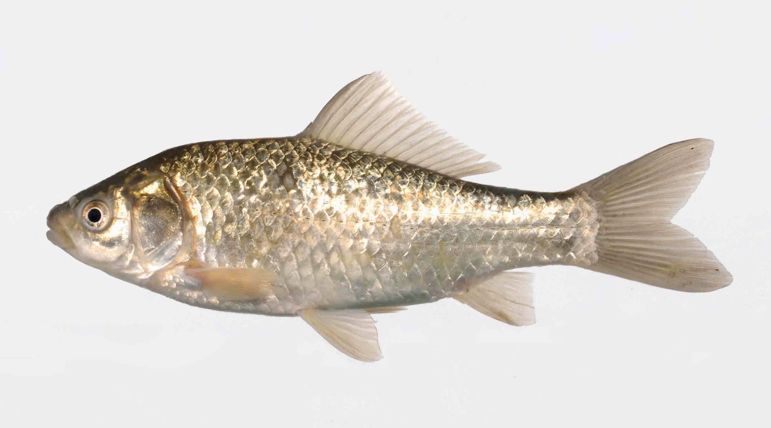 オオキンブナ WEB魚図鑑