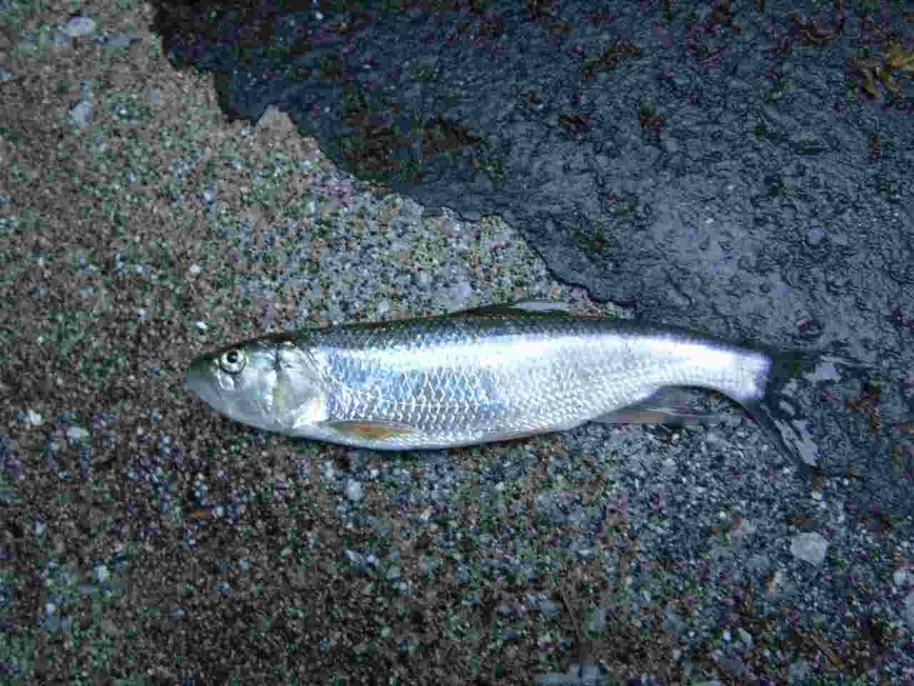 ハス (2009.07.20) WEB魚図鑑