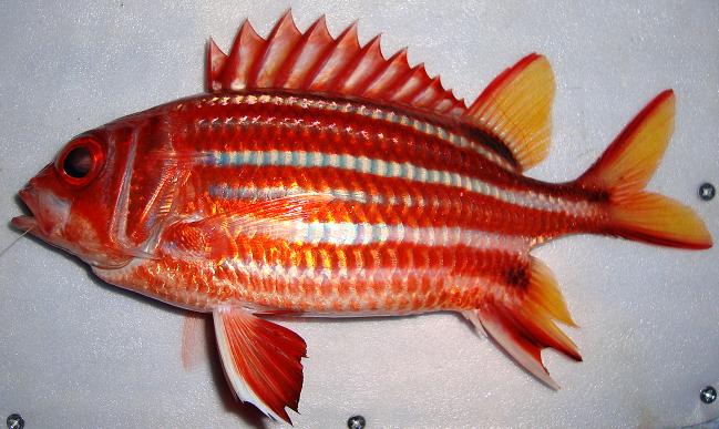 アヤメエビス WEB魚図鑑