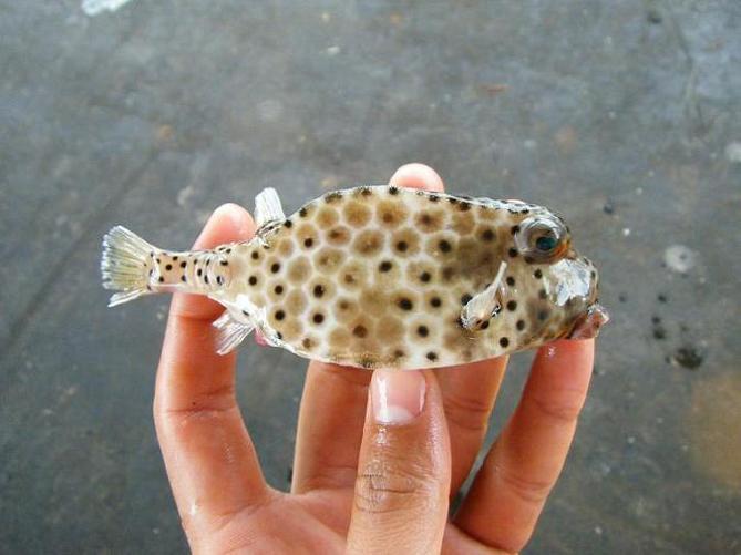 ヒョウモンハコフグ WEB魚図鑑