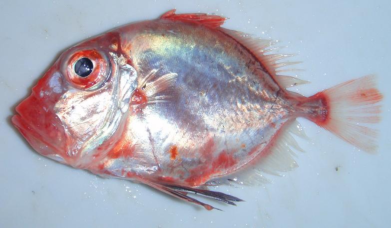 カゴマトウダイ WEB魚図鑑