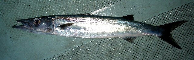オオメカマス WEB魚図鑑