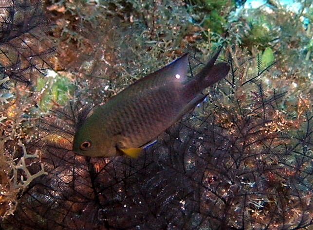 スリースポットダムゼルフィッシュ WEB魚図鑑