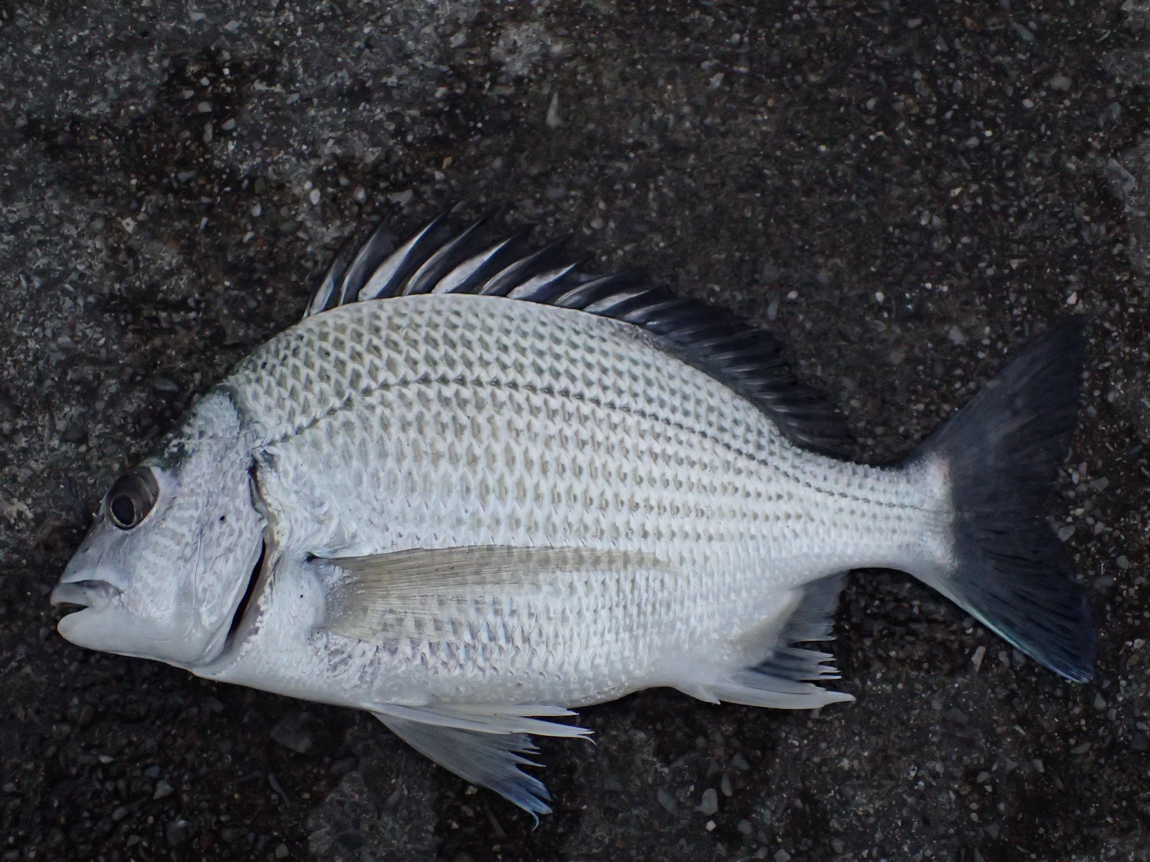 オキナワキチヌ (2018.12.27) WEB魚図鑑